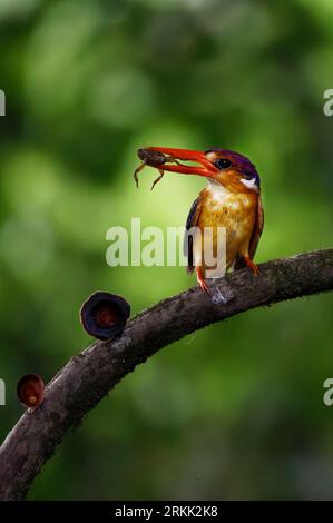 ODKF - Oriental Dwarf Kingfisher with a kill in natural habitat closeup shot Stock Photo