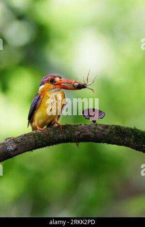 ODKF - Oriental Dwarf Kingfisher with a kill in natural habitat closeup shot Stock Photo