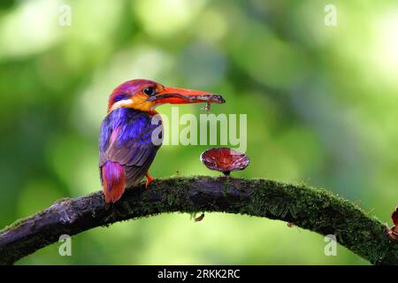 ODKF - Oriental Dwarf Kingfisher with a kill in natural habitat closeup shot Stock Photo