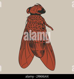 Hand drawn beetle vintage engraving sketch. Flying insects handmade decorative. Old retro entomological drawings on white background. Great for tattoo Stock Vector
