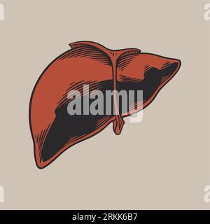 Liver human anatomy hand drawn vintage engraving style on white background. Medical anatomy internal organs concept design element for label, poster, Stock Vector