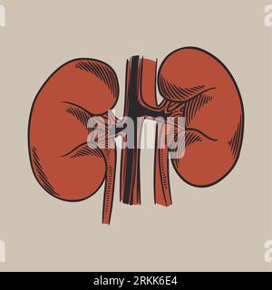 The human kidney vector hand drawn illustration. Vintage engraved organs, kidneys, ureters, excretory system. Medical anatomy design concept for your Stock Vector