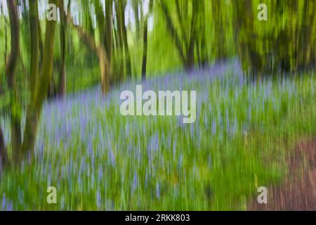 Intentional Camera Movement (ICM) creates soft abstract of flowering bluebells among brown trees and green foliage.  Derbyshire, England Stock Photo