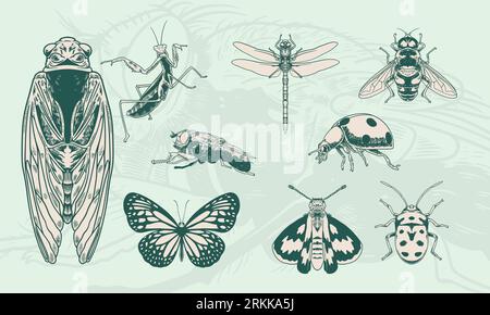 Set of hand drawn of vintage insects illustration. Stock Vector