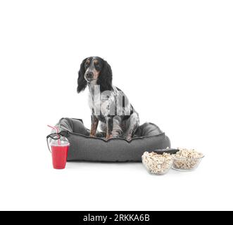 Cute cocker spaniel dog with bowls of popcorn, soda, 3D glasses and TV remote sitting on pet bed against white background Stock Photo