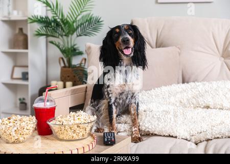 Cute cocker spaniel dog with bowls of popcorn, soda and TV remote sitting on sofa in living room Stock Photo