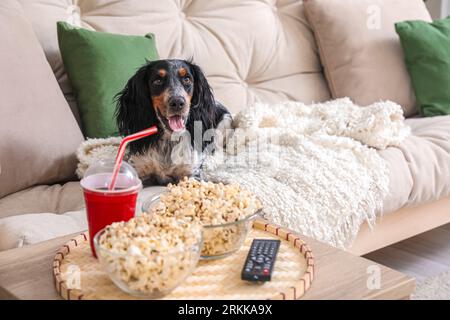 Cute cocker spaniel dog with bowls of popcorn, soda and TV remote lying on sofa in living room Stock Photo