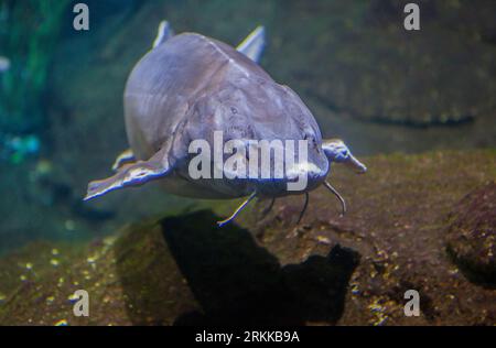 Common sturgeon or acipenser sturio swimming alone Stock Photo