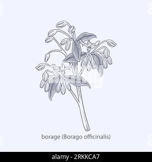 Hand drawn of herbs and spices Angelica archangelica Stock Vector