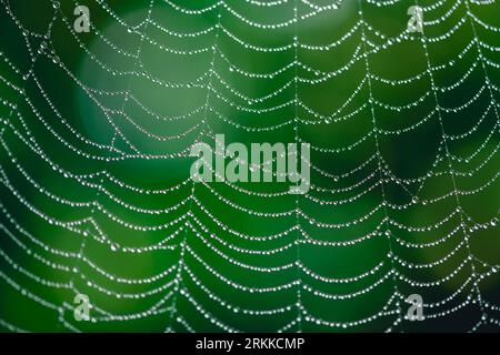 natural background. cobwebs in dew drops on a green plant Stock Photo