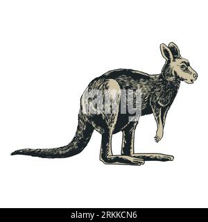 Kangaroo hand drawn in vintage engraving style. Animals of Australia series. Vector illustration art for logo, t-shirt design, poster or other uses. W Stock Vector