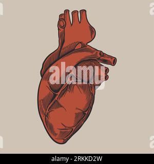 Human heart anatomically hand drawn art vintage engraving colorful red. Healthy medicine concept design for your tattoo, logo, poster or other. Vector Stock Vector