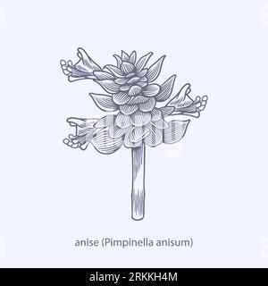 Hand drawn of herbs and spices bay leaf Laurus nobilis Stock Vector
