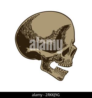 Skeleton head anatomy ink hand drawn engraving line art stock vintage sketch style. Evil and frightening face with open teeth. Halloween horror elemen Stock Vector