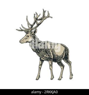 Vector vintage deer in engraving style. Hand drawn illustration with animal isolated on white background. Winter holiday sketchy style drawing. Vector Stock Vector