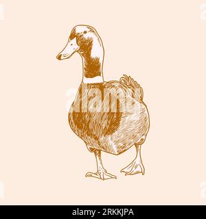 A duck, farm animals vector sketches isolated on white background. Vintage sketch of ducks minimalist style. Graphics, handmade drawing. Vector antiqu Stock Vector