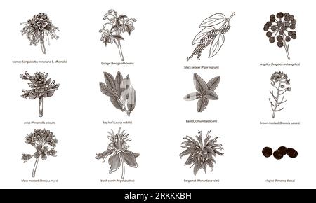 Set of hand drawn herbs and spices isolated on white background Stock Vector