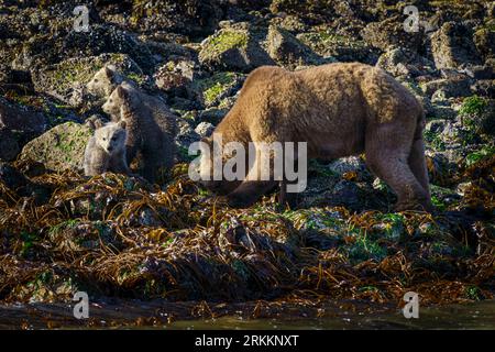 Grizzly bear sow with 3 cubs (coys) near Glendale Cove in beautiful Knight Inlet in early spring, First Nations Territory, Traditional Territories of Stock Photo