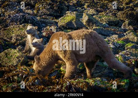 Two grizzly bear cubs (coys) (Ursus arctos horribilies) keep looking out while mom is foraging along the low tideline in Knight Inlet, First Nations T Stock Photo