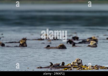 A raft of sea otters (Enhydra lutris) enjoying a rest in the Nimpkish River sanctuary across from Alert Bay (Yalis) off northern Vancouver Island, Fir Stock Photo