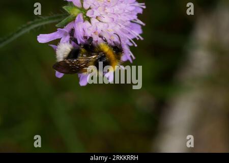 Bombus sylvestris Family Apidae Genus Bombus Forest cuckoo-bumble bee wild nature insect wallpaper Stock Photo