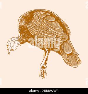 Turkey hand drawn vintage engraving style. Farm animal of a bird turkey isolated on white background. Old retro print, poster, icon. Nature animal con Stock Vector