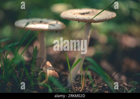 fungus Amanita crocea in the forest Stock Photo