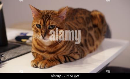 Beautiful bengal cat on a white table looking a bit concerned. Stock Photo