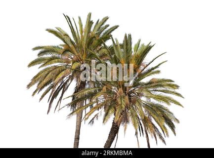 Palm trees isolated on white background Stock Photo