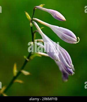 a closeup of a vibrant Hosta ventricosa in a lush green with a blurry abckground Stock Photo