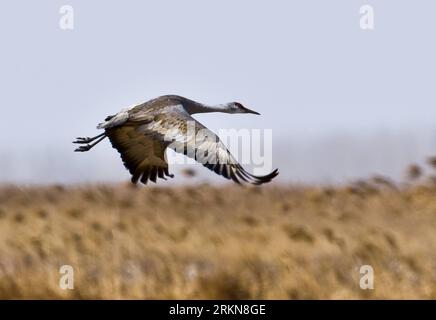 Bildnummer: 57030466  Datum: 07.02.2012  Copyright: imago/Xinhua (120208) -- YANCHENG, Feb. 8, 2012 (Xinhua) -- A sandhill crane flies over a wetland in Yancheng, east China s Jiangsu Province, Feb. 7, 2012. The sandhill crane is a large crane of North America and extreme northeastern Siberia, but it s rare in China. (Xinhua/Sun Huajin) (lrx) CHINA-JIANGSU-YANCHENG-SANDHILL CRANE (CN) PUBLICATIONxNOTxINxCHN Natur Vögel Kraniche Tiere xjh x0x 2012 quer      57030466 Date 07 02 2012 Copyright Imago XINHUA  Yancheng Feb 8 2012 XINHUA a Sand Hill Crane FLIES Over a Wetland in Yancheng East China S Stock Photo