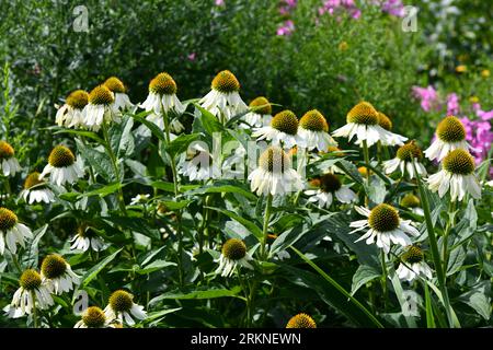 white conflowers in the midday sun Stock Photo