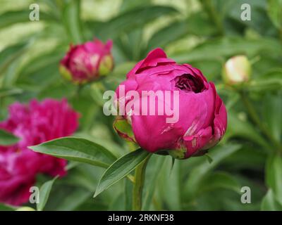 Gorgeous peony flower blooming at the spring Stock Photo - Alamy