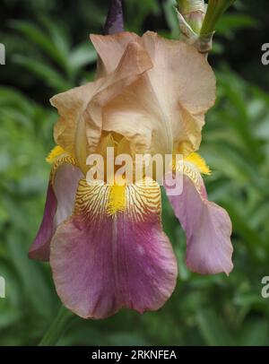 Iris 'Rameses' - Tall bearded iris flower (peach, purple and yellow in color) - Springtime blossom. Scientific name: Iridaceae. Stock Photo