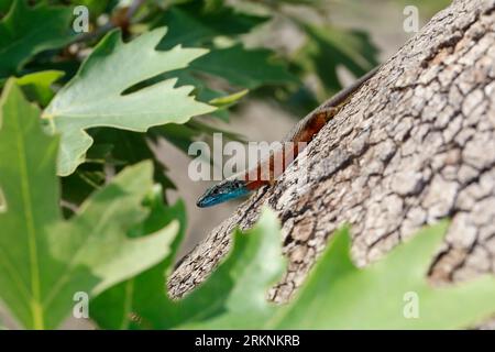 Blue-throated keeled lizard, Dalmatian Algyroides (Algyroides nigropunctatus, Algiroides nigropunctatus), male in breeding coloration at a tree Stock Photo