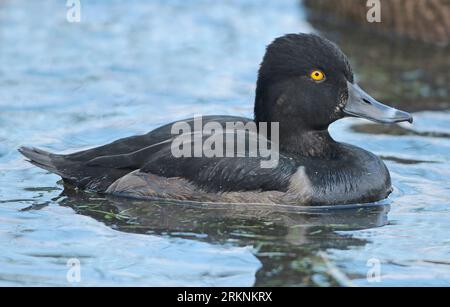 ring-necked duck (Aythya collaris), adult male in eclipse swimming in captivity, seen from the side, Netherlands, Overijssel Stock Photo