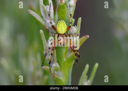 cucumber green spider, gourd spider, pumpkin spider (Araniella spec.), male at a plant, dorsal view, Croatia Stock Photo