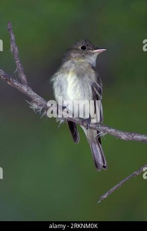 acadian flycatcher (Empidonax virescens), sitting on a branch, USA, Texas Stock Photo