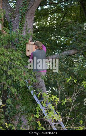 European red squirrel, Eurasian red squirrel (Sciurus vulgaris), build your own squirrel nesting box. Step 14: The finished wooden rodent is placed Stock Photo