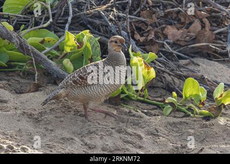 Greater Prairie Chicken, Pinnated grouse  (Tympanuchus cupido pinnatus, Tympanuchus pinnatus), on the beach, USA, Hawaii, Maui, Kihei Stock Photo
