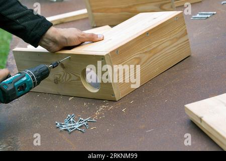 European red squirrel, Eurasian red squirrel (Sciurus vulgaris), build your own squirrel nesting box. Step 4: Screw the side board to the back wall Stock Photo