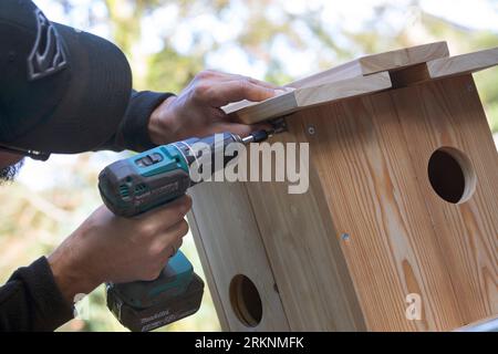 European red squirrel, Eurasian red squirrel (Sciurus vulgaris), build your own squirrel nesting box. Step 10: Attach the hinges to one side wall of Stock Photo