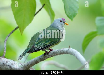 Atoll fruit dove (Ptilinopus coralensis), sitting on a branch, French Polynesia, Tuamotu Archipelago, Tikei Stock Photo