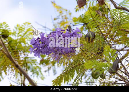 jacaranda (Jacaranda mimosifolia), with flowers and capsules, USA, Hawaii, Maui, Kihei Stock Photo