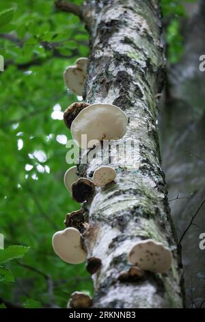 birch polypore, birch bracket, razor strop (Fomitopsis betulina, Piptoporus betulinus), at a birch trunk, Germany Stock Photo