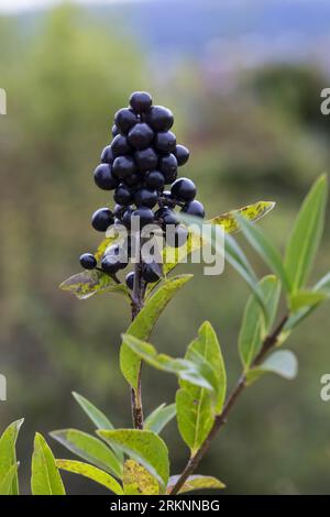 common privet, golden privet, wild privet, prim, European privet (Ligustrum vulgare), fruiting, Germany Stock Photo