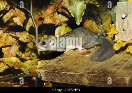 edible dormouse, edible commoner dormouse, fat dormouse, squirrel-tailed dormouse (Glis glis), on a starling box in autumn, winter quarter, Germany, Stock Photo