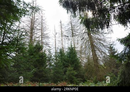 Norway spruce (Picea abies), spruce forest, spruce trees have dried up and been damaged by bark beetles, Germany Stock Photo