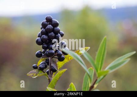 common privet, golden privet, wild privet, prim, European privet (Ligustrum vulgare), fruiting, Germany Stock Photo