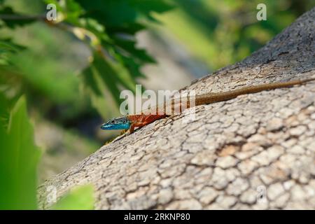 Blue-throated keeled lizard, Dalmatian Algyroides (Algyroides nigropunctatus, Algiroides nigropunctatus), male in breeding coloration at a tree Stock Photo